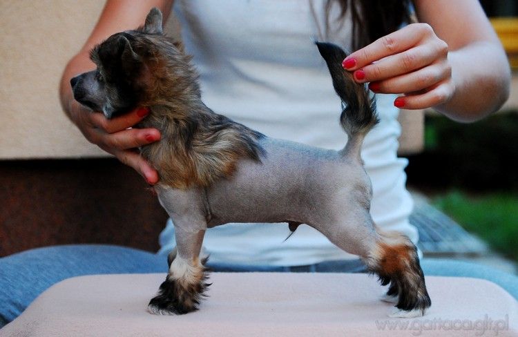 Bruno Junior Kolharro