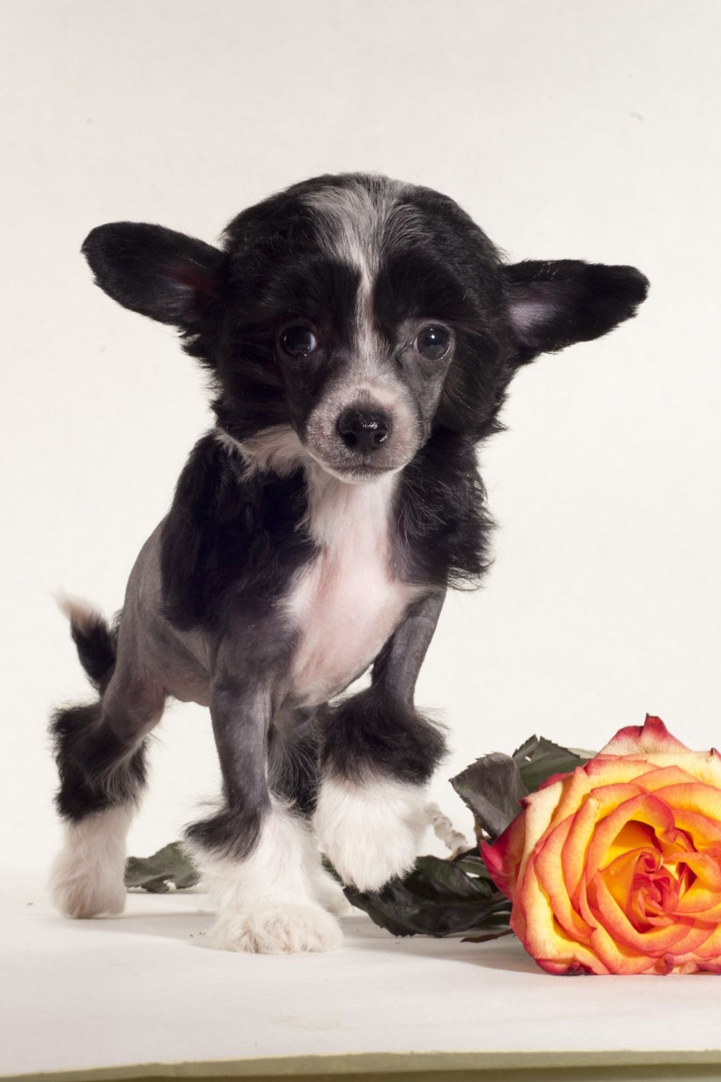 Perl Magic Fairy Tale