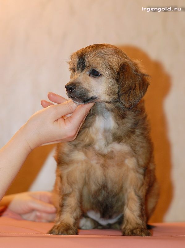 Irgen Gold Magdalena