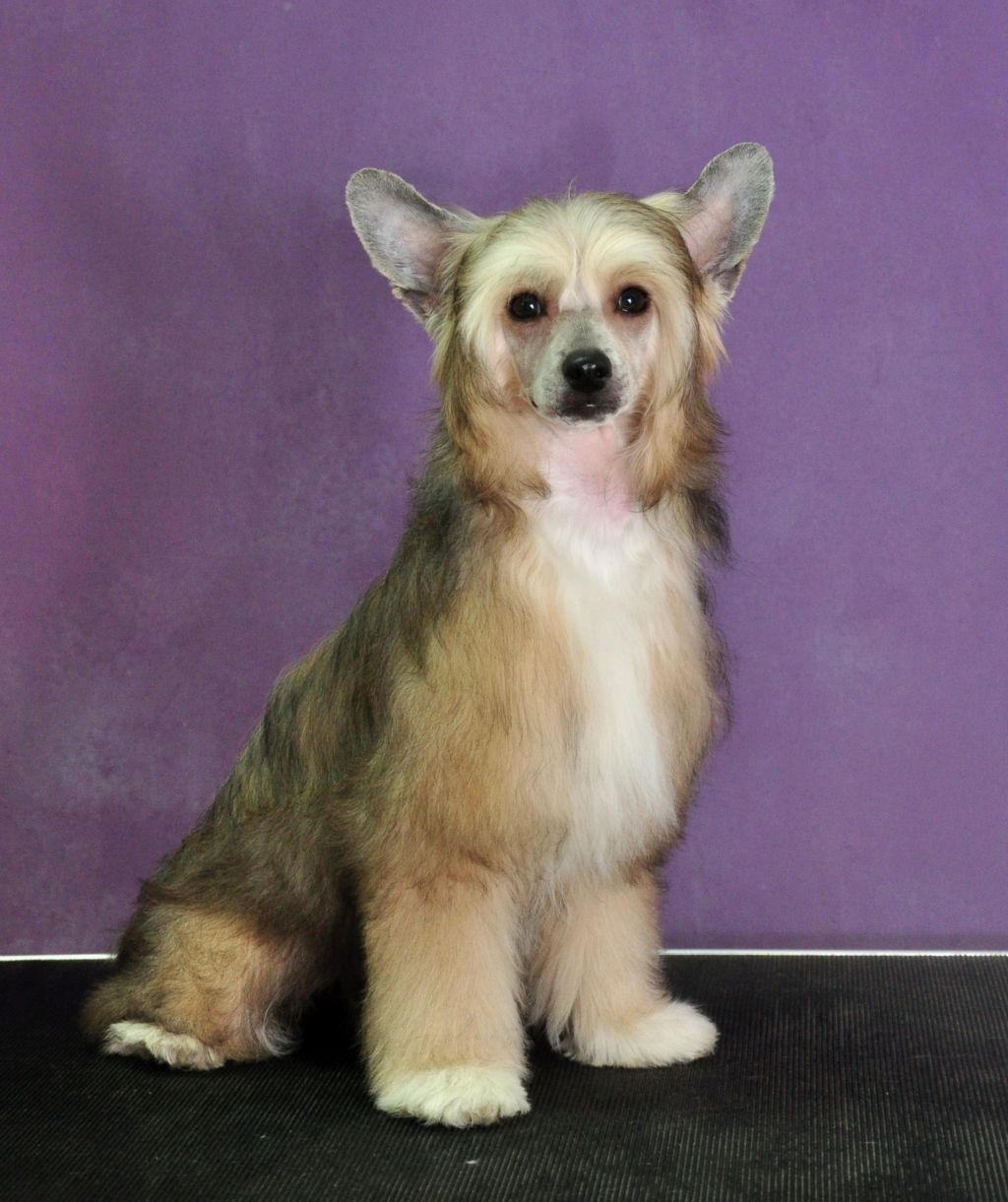 Elegancja I Szyk Innowacja