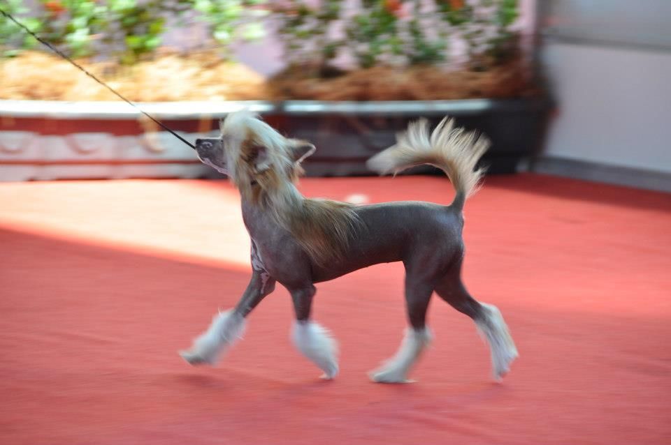 Lapinus Ruby Red Tequila