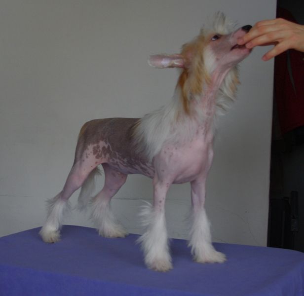 Secret Eliksir Milosci