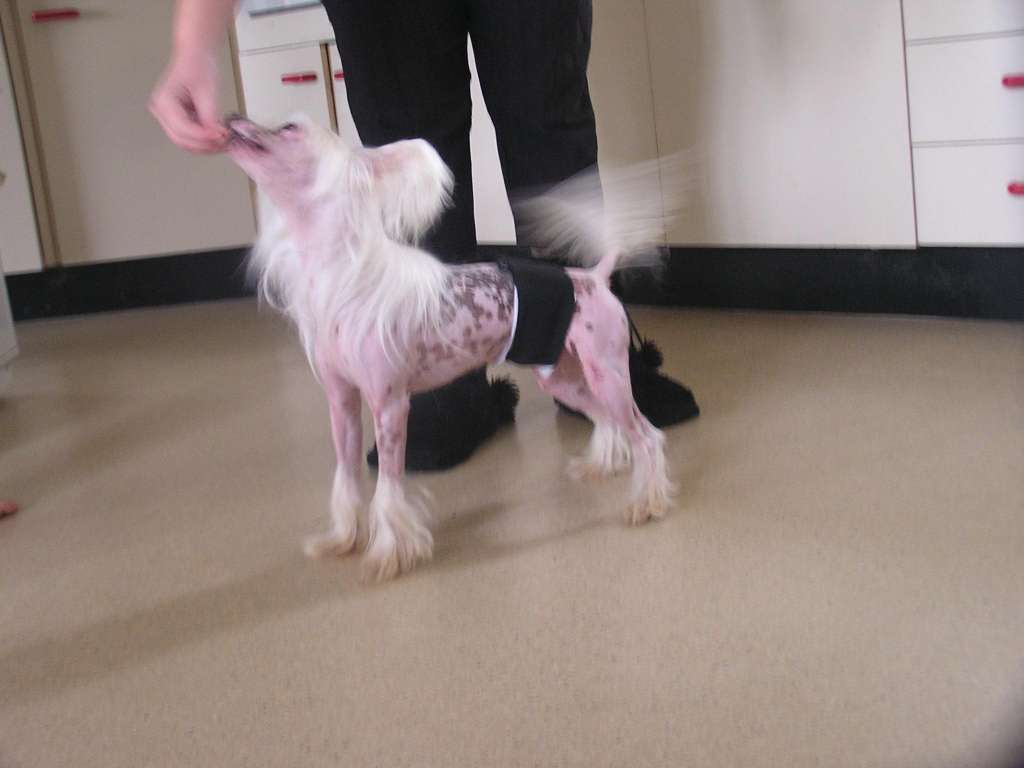 Shabadi Allhallows Eve