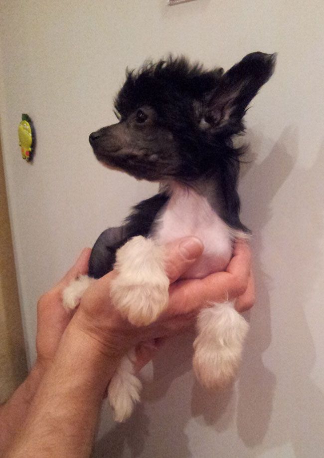 Vellar Pljus Laurita