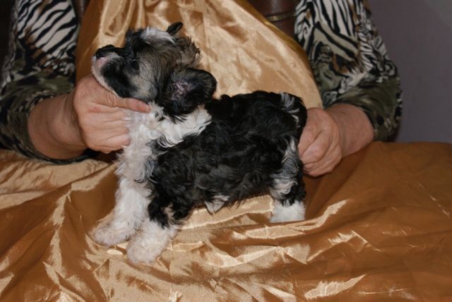 Vellar Pljus Leonita