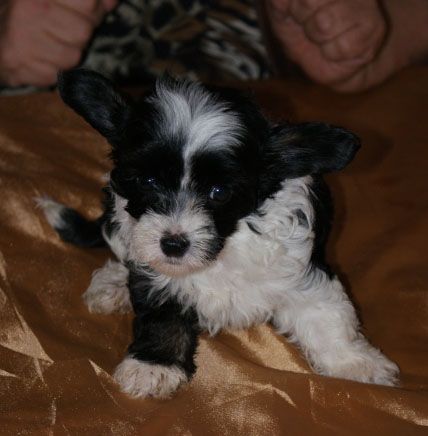 Vellar Pljus Nif Naf