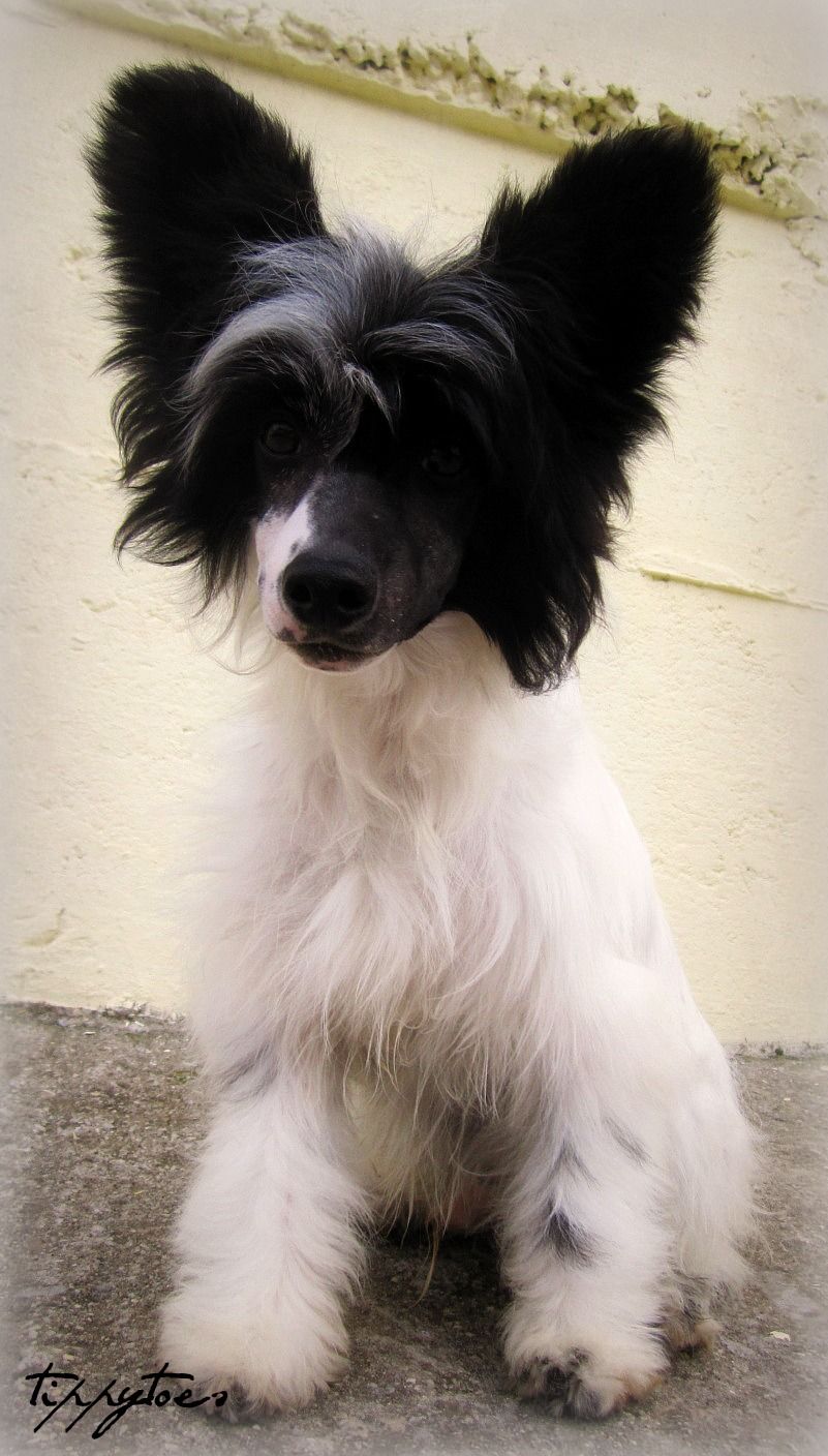 Tippytoes Feather Fascination