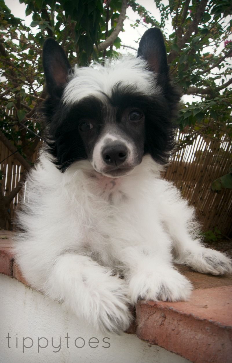 Tippytoes Fancy Feathers