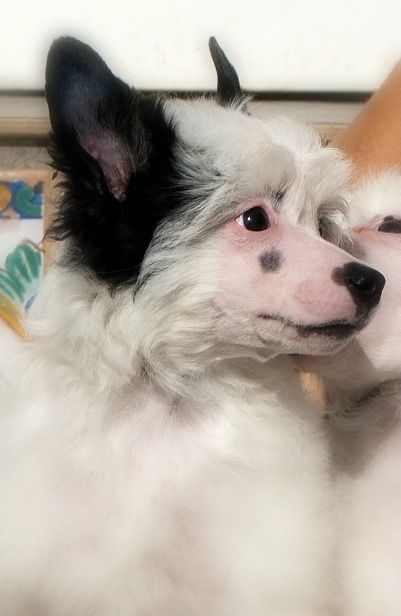 Tippytoes Fuss N Feathers