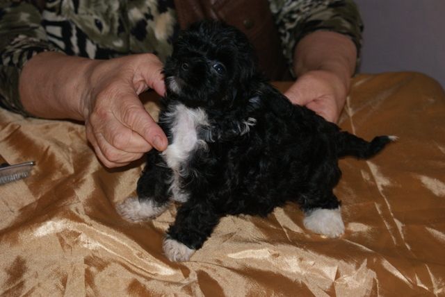 Vellar Pljus Naf Anya