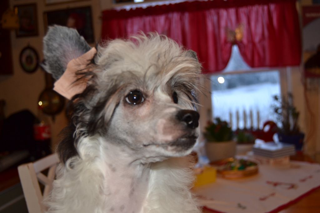 Xodix Classic Zoe For Only The Best