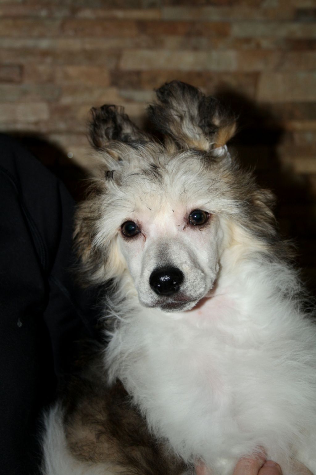 Hyacinthus Lavandula