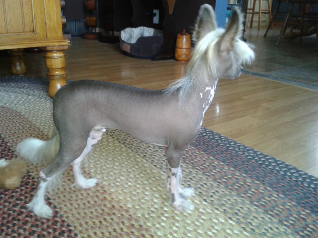 Little Casanova of Gardine