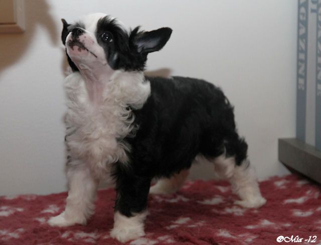 Tirlittan Mooncrest Panda