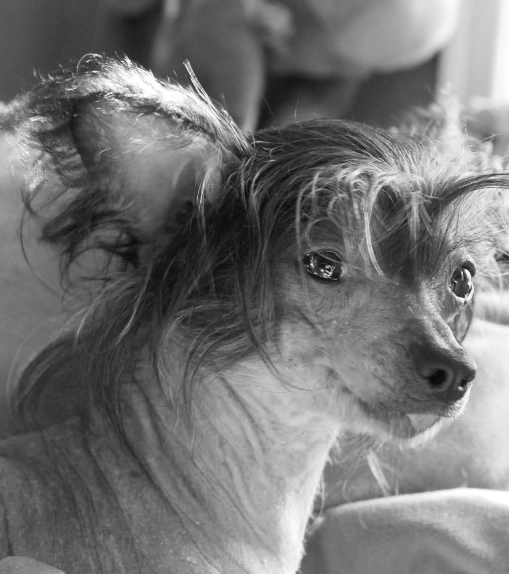 Royal Cresteds Hairless Heart