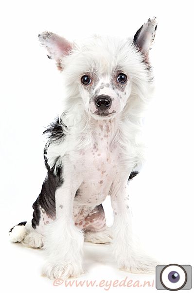 Happy Dancing Royal Roxy