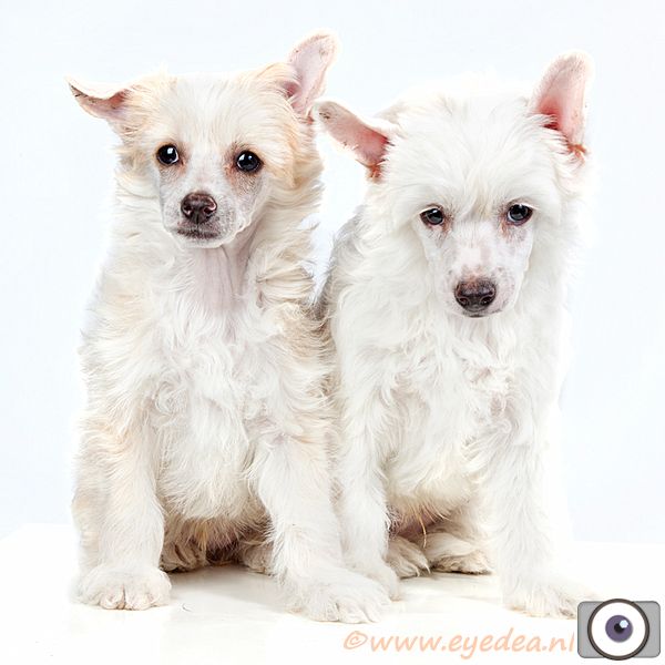 Happy Dancing Rolls Royce