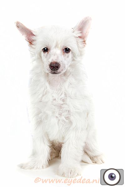 Happy Dancing Rock and Roll