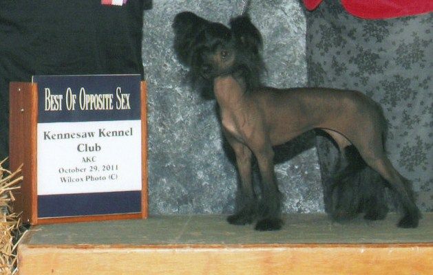 Baldpark's In The Still Of The Night