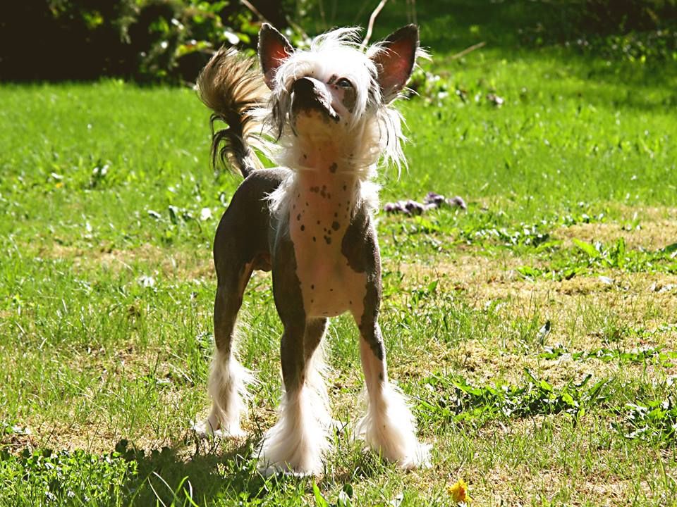 Nahkapartion Artturi Reinikainen