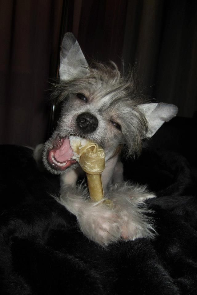 Nahkapartion Anna Domini