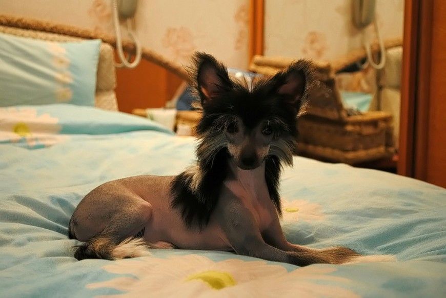 Zhisel' fairy Ovatii