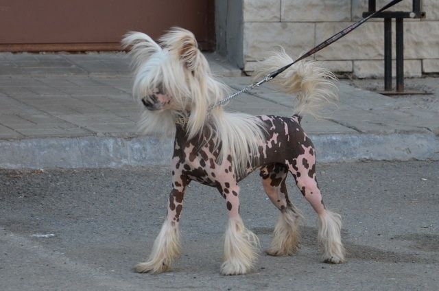 Ins Lucky Star Teddy Boy