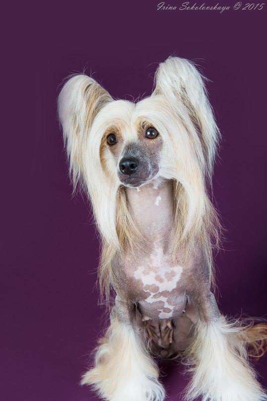 Ins Lucky Star Terra Brownie