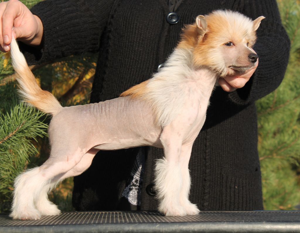 Grushenka ot Volnogo Psa