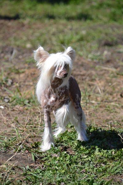 Goroshinka ot Volnogo Psa