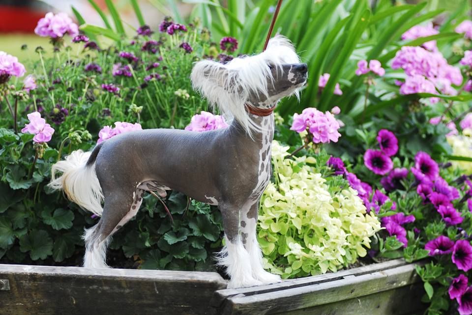 Ridgecrest's Prince Of Sweden