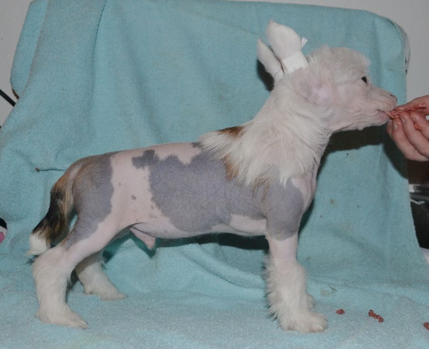 Stormblåstens Tiger In The Sun