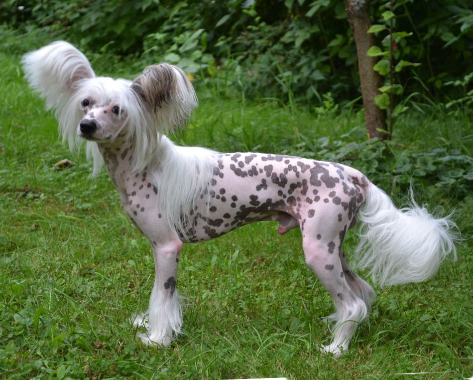 Stormblåstens Autumn Roars Thunder