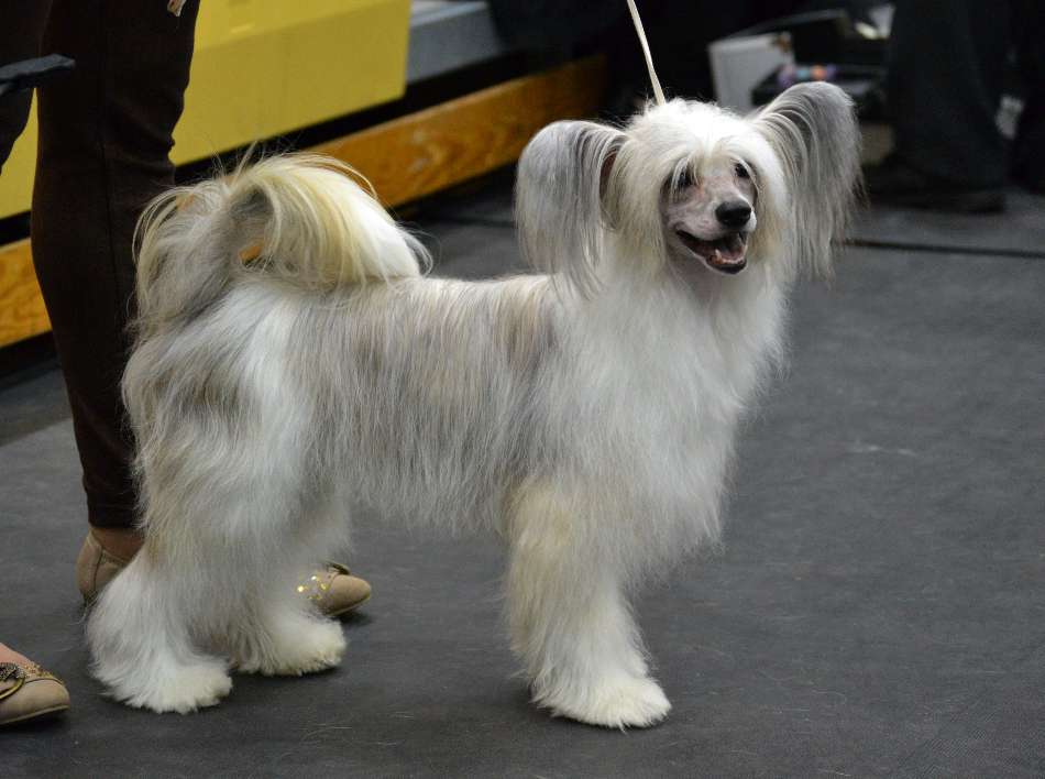 Stormblåstens Nightspirit