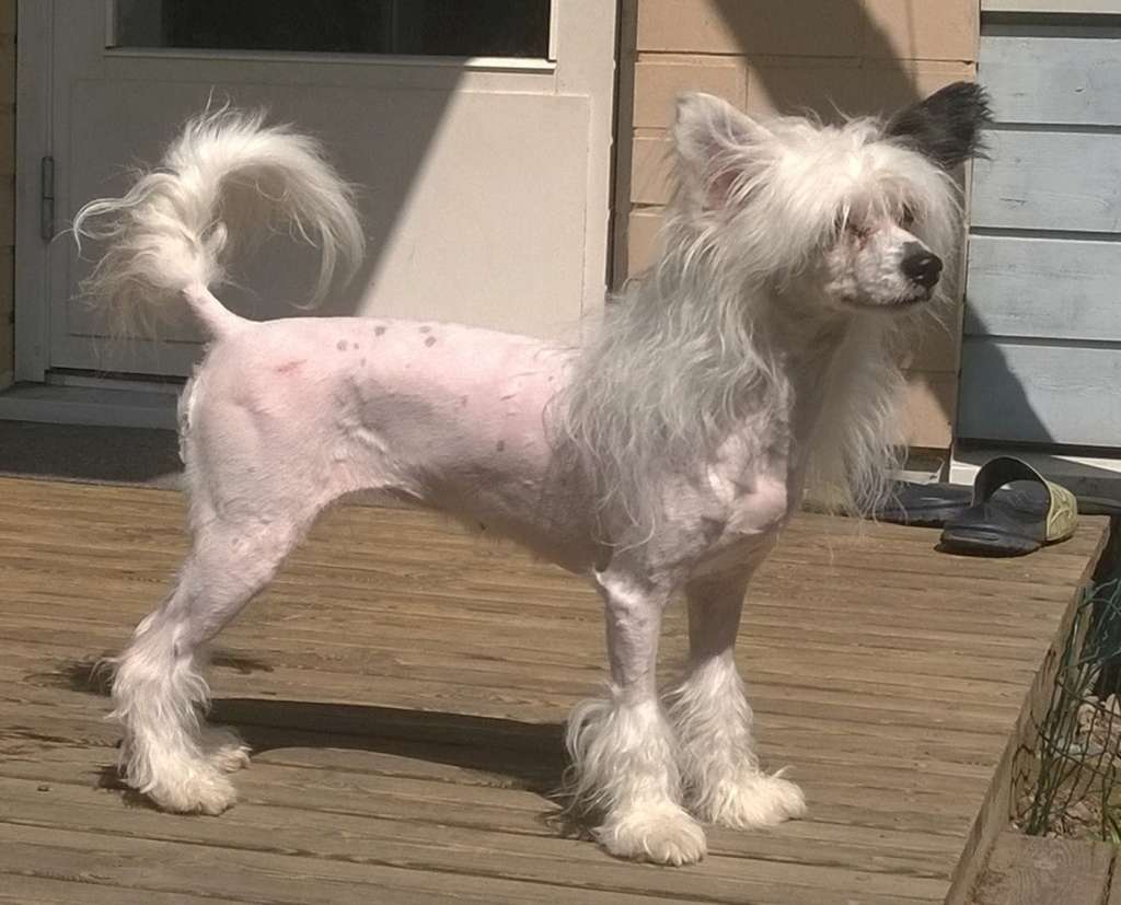 Stormblåstens Moonchild