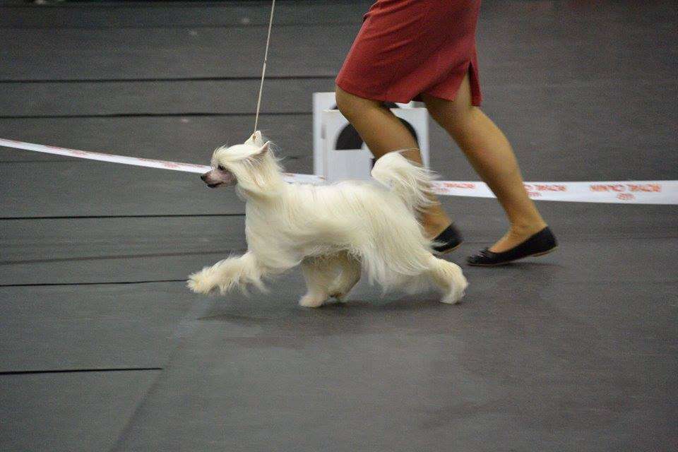 Feldeiso Jaunty Snowflake