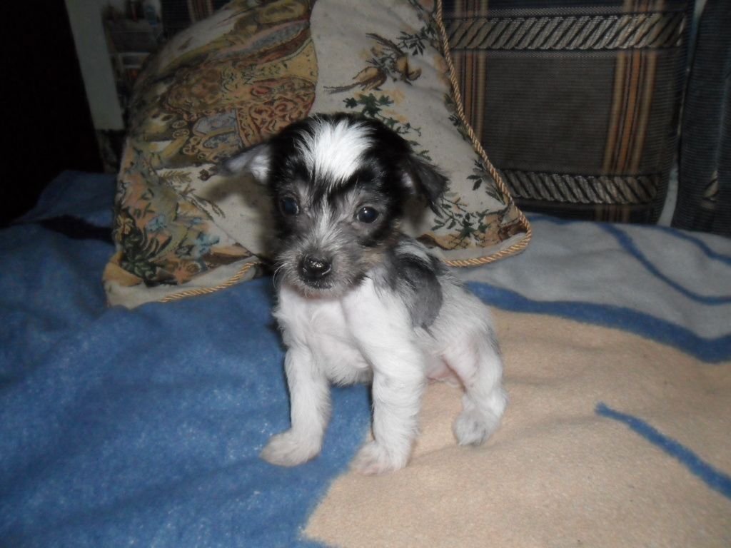 Vanessa Paradise Bird