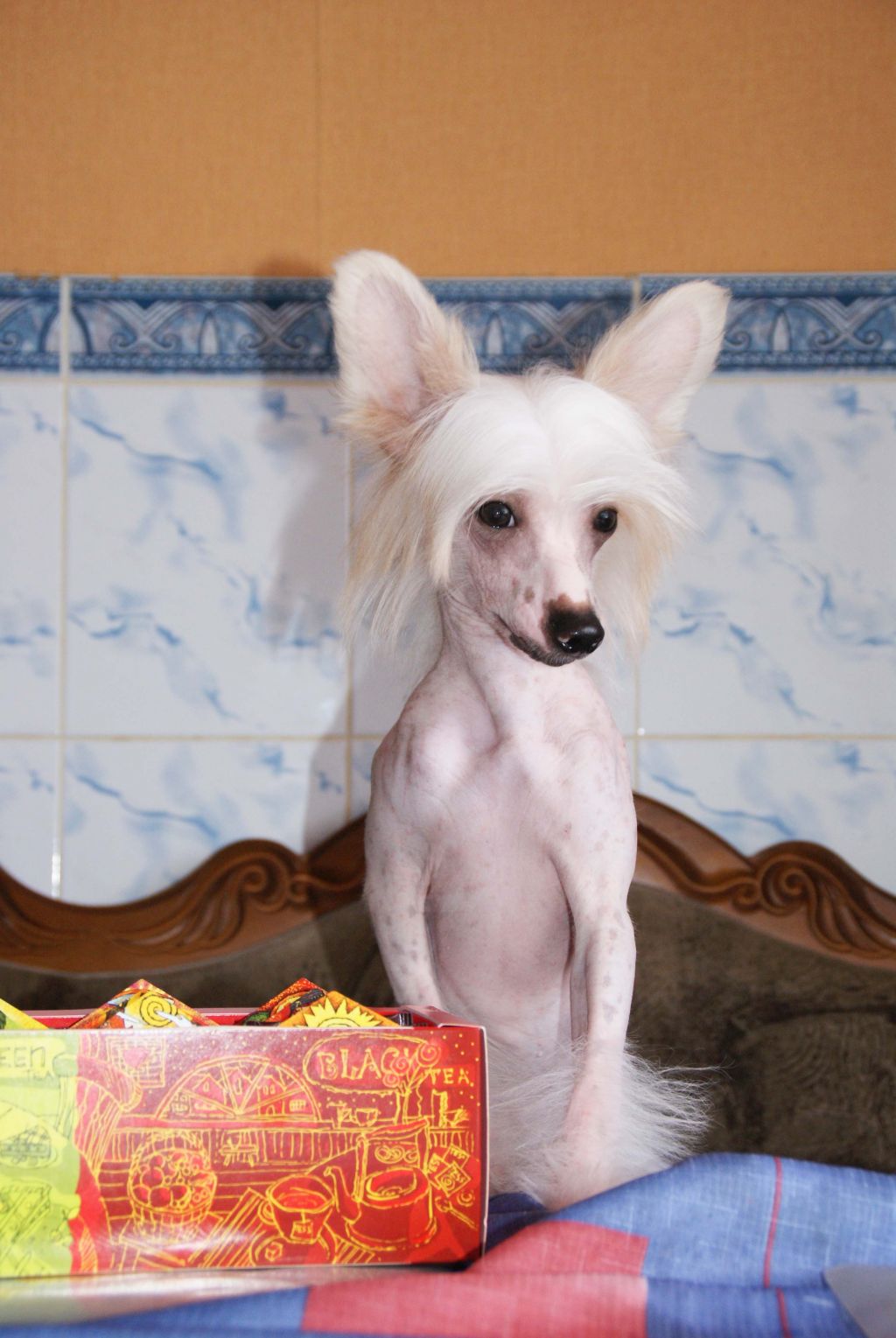 Daniella iz Vanil"nyh Snow