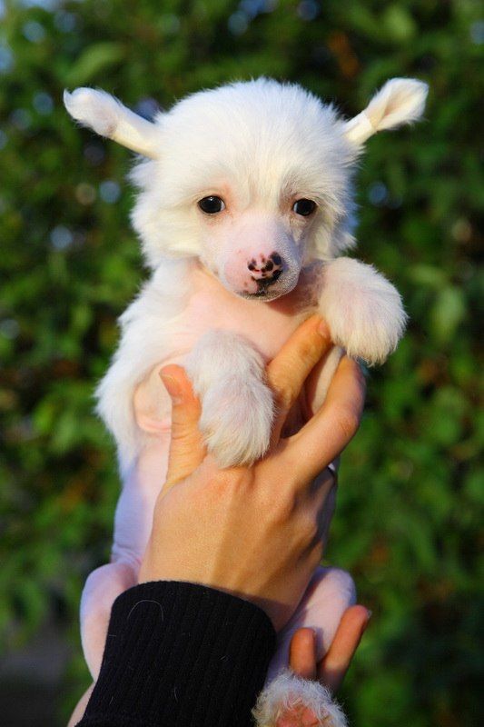 Uruwashino Ohimesama Almires