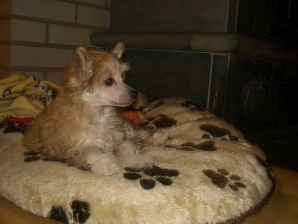 Meadowwood's Illuminated Ylwa