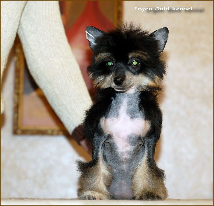 Irgen Gold Nizza France