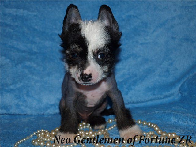 Neo Gentlemen of Fortune Zingall Roz