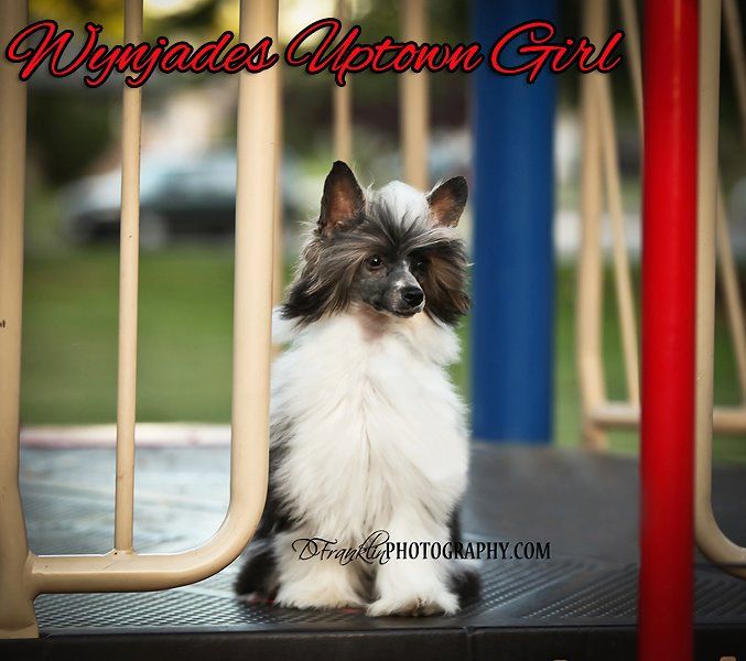 Wynjade's Uptown Girl