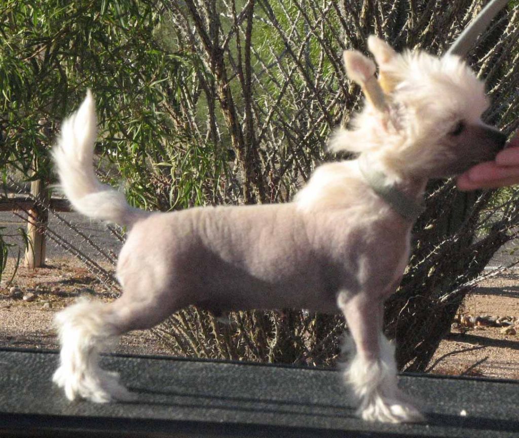 Crest-vue Cant Have Just One AOE AOM