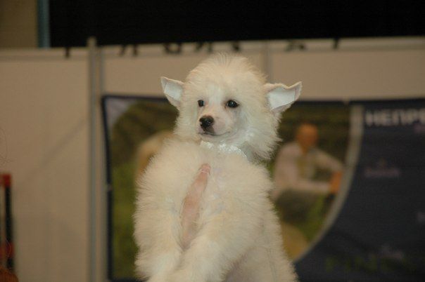 Fier Solaire De Fils