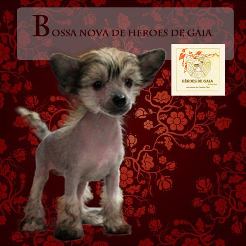 Bossa Nova De Heroes De Gaia