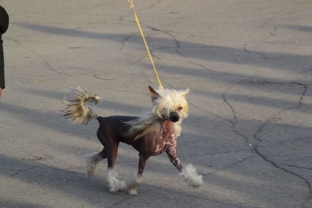 Keks iz Strany Kutha