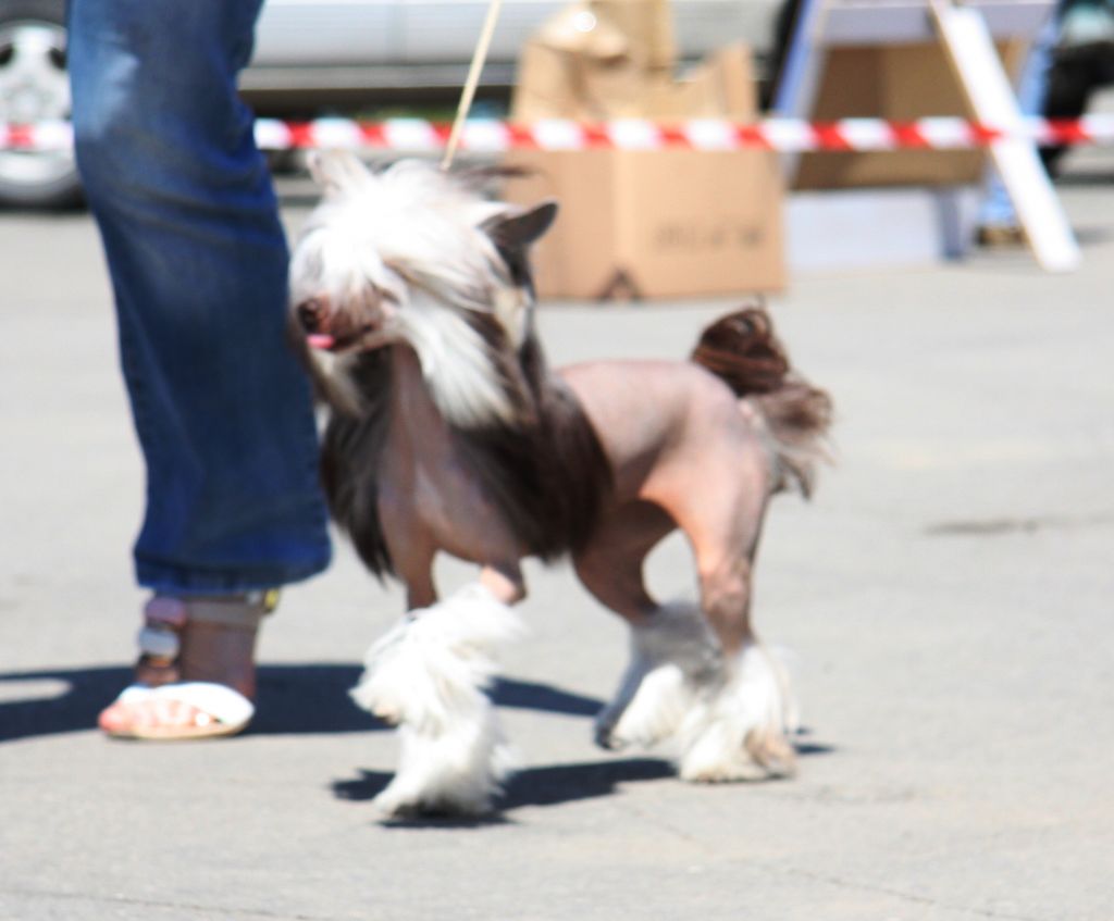 Korica iz Strany Kutha