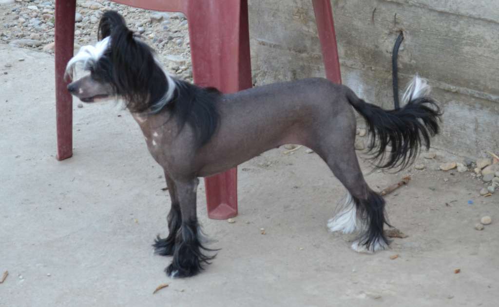 Bi-lav Plus Zephirine Drouhin Gollend