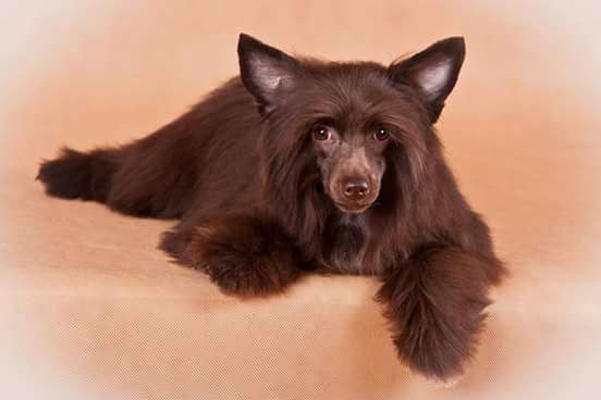 Bi-lav Plus Inevitable Success